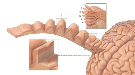 why is cortical thickness important